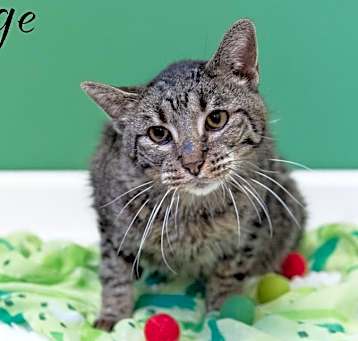Photo of Sarge