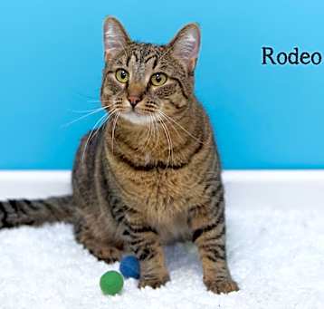 Photo of Rodeo