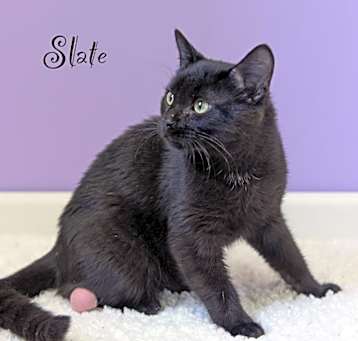 Photo of Slate