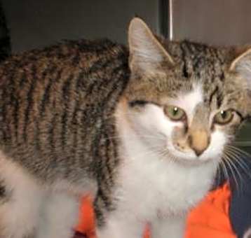 Photo of Tamms/Abby