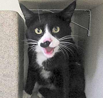 Photo of Stray Hold