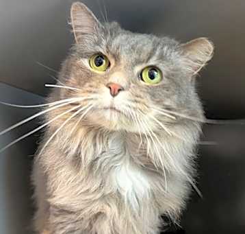 Photo of COSETTE