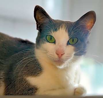 Photo of Tuffy