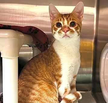Photo of Canelo