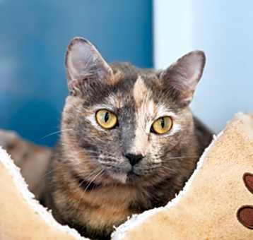 Photo of Savannah