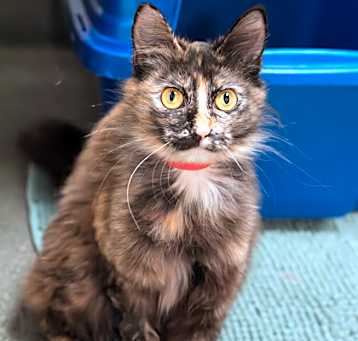 Photo of Pawtunia