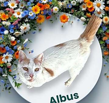 Photo of ALBUS
