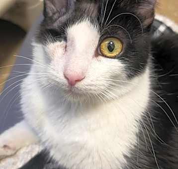 Photo of Cookie