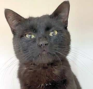 Photo of Romeo