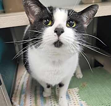 Photo of Patches