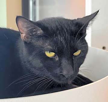 Photo of Inky