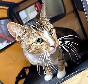 Photo of Pirate