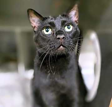 Photo of COAL