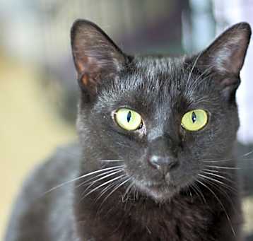 Photo of Guapo