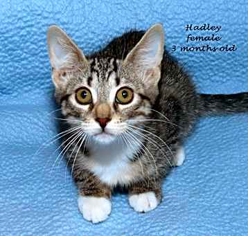 Photo of Kittens!, Kittens!, Kittens!
