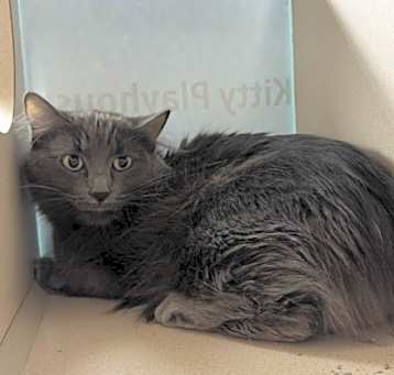 Photo of Fluffy