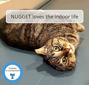 Photo of Nugget