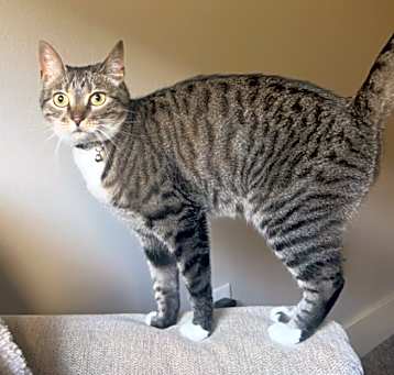 Photo of Sage