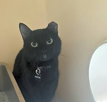 Photo of Nyx