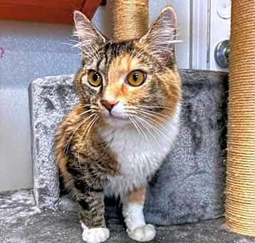 Photo of Renna