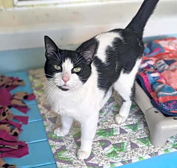 Photo of Oreo 25-2373
