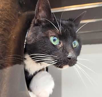 Photo of Rango
