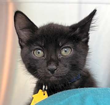 Photo of Blueberry