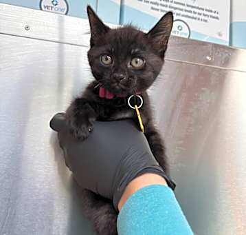Photo of Raspberry