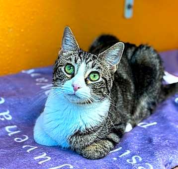 Photo of Muffin