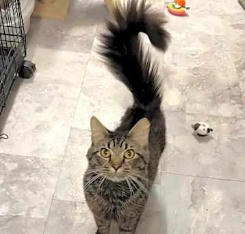 Photo of Thor