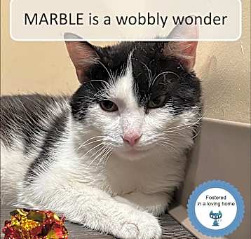 Photo of Marble