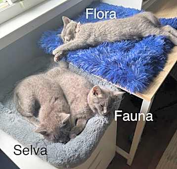 Photo of Flora, Fauna and Selva