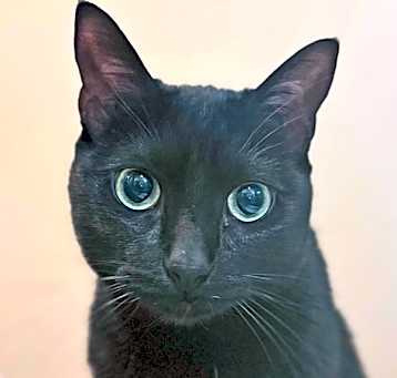 Photo of Prince