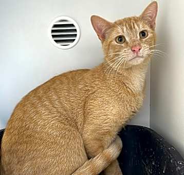 Photo of Tango