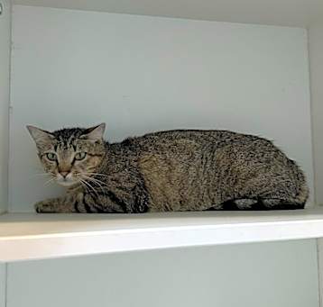 Photo of Mimic