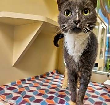 Photo of Jinx~24/25-0312a