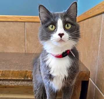 Photo of Maple