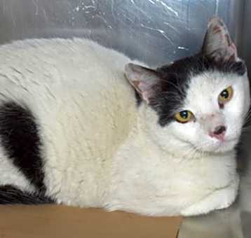 Photo of 88938 Charlie