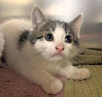Photo of Tangerine