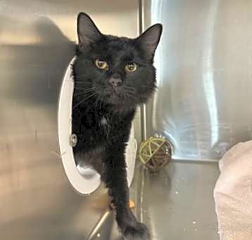 Photo of Licorice