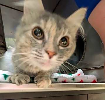 Photo of Katy Purry