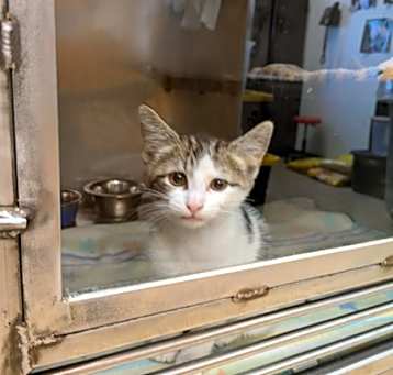 Photo of Meownceye