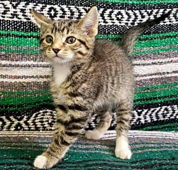 Photo of Chip