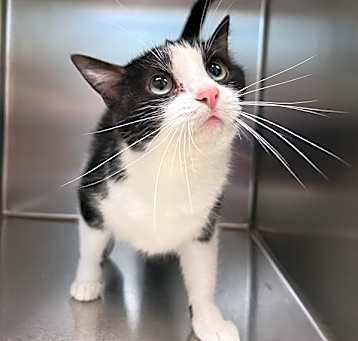 Photo of Oreo