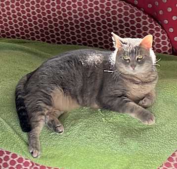 Photo of Mochi