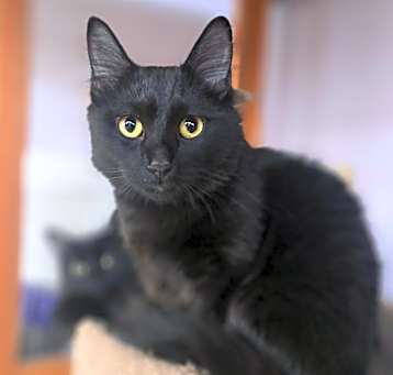 Photo of Sir lix a lot (bonded to Mrs C)