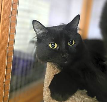 Photo of Miss C (bonded to Sir Lix a lot)