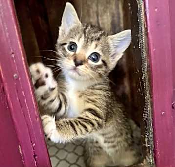 Photo of Duchess