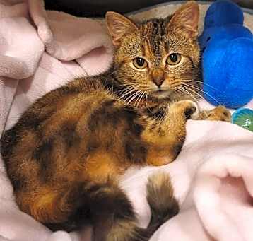 Photo of Lucky