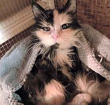 Photo of Clover